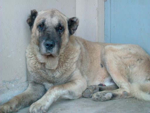 Ce Karabash a 17 ans